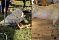 Cavalos são resgatados desnutridos e entre ossadas após denúncia de maus-tratos e abandono em SC