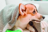 Gripe canina e felina: como identificar e quais os principais cuidados?