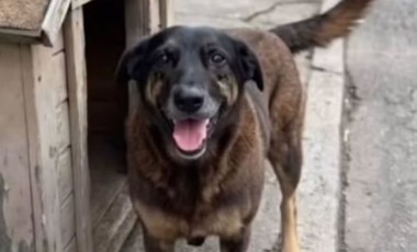 Após morte do cão Orelha, deputado de SC propõe internação de menores por maus-tratos a animais