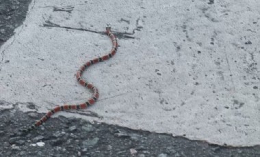 Cobra mais venenosa do país assusta ao surgir “descansando” em sofá de casa em Blumenau