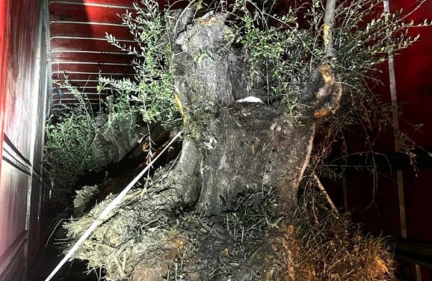 PF e PM apreendem caminhão com 8 oliveiras contrabandeadas