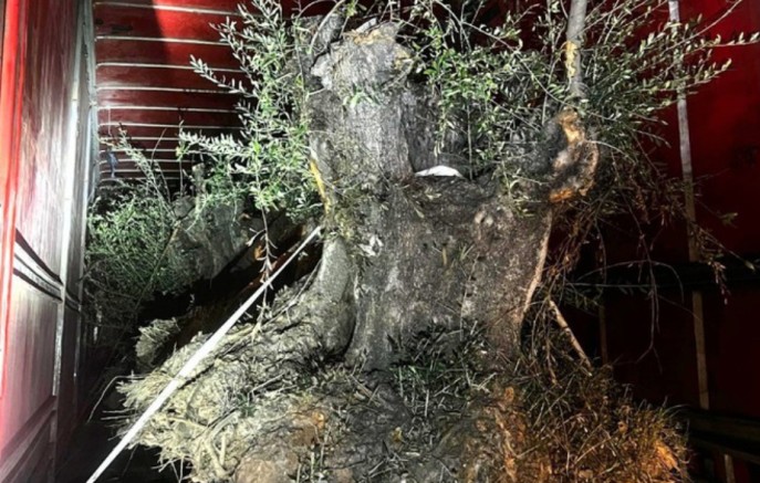 PF e PM apreendem caminhão com 8 oliveiras contrabandeadas