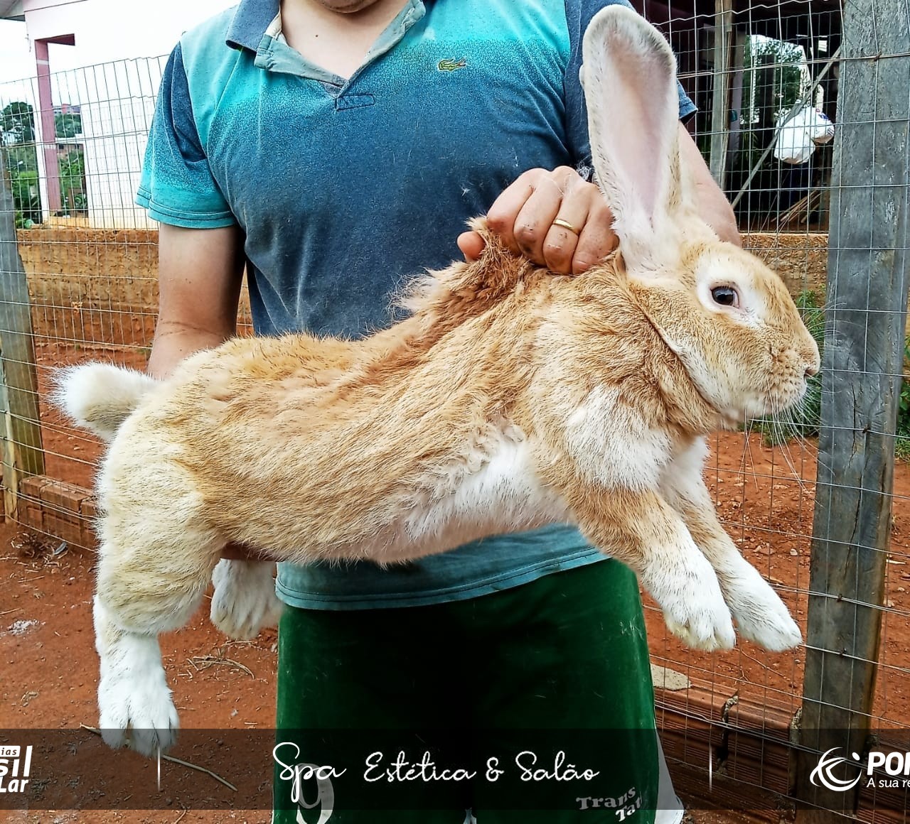 Cunicultura Conhe a A Cria o De Mini E Coelhos Gigantes