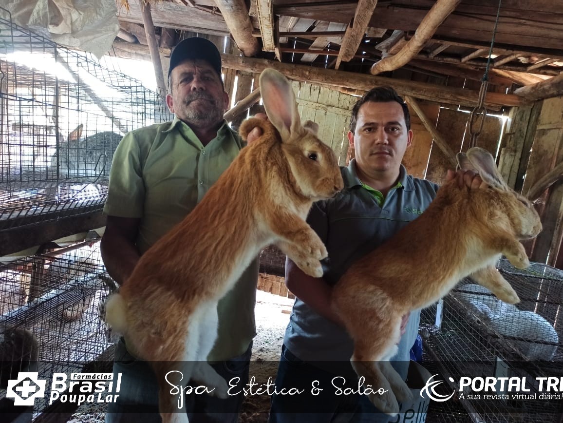 Cunicultura Conhe a A Cria o De Mini E Coelhos Gigantes