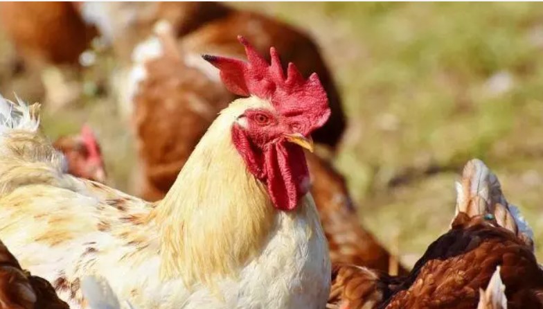 Homem é preso após jogar frango congelado no rosto da mãe
