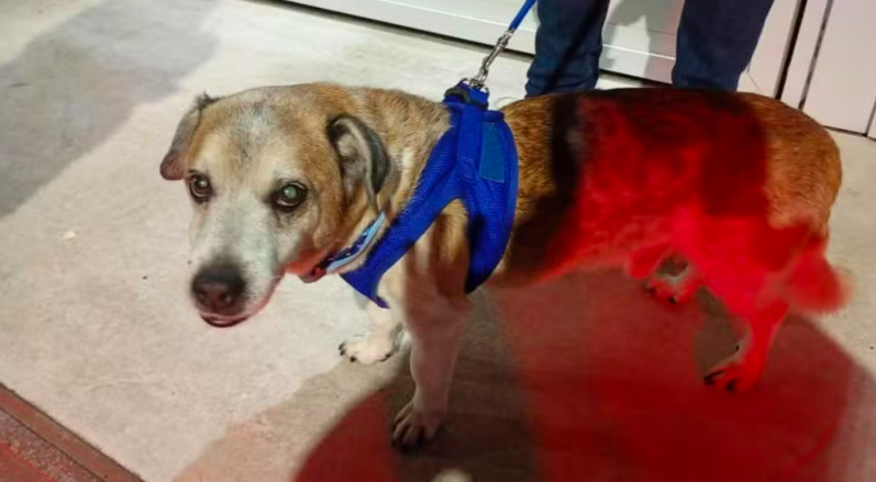 Mulher flagra tutor agredindo cão com socos e chutes, denuncia e homem é detido