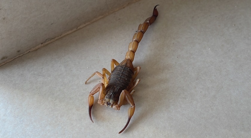 Escorpião é capturado em galpão de carga e descarga de caminhões