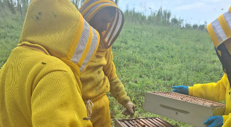 Município promove curso de implantação de apiários e criação racional de abelhas