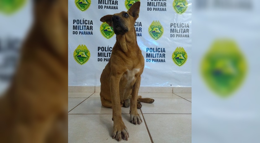 Morre o “Pulicia José”, o cachorro caramelo que virou mascote da 3ª Cia da PM e que tinha até perfil no Face e Insta
