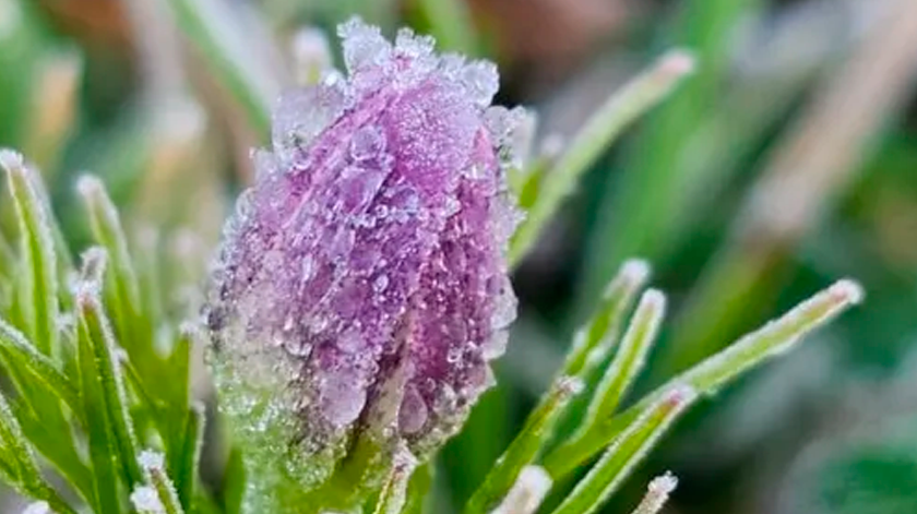 Geada cobre a Serra e manhã registra mínimas próximas de 0°C
