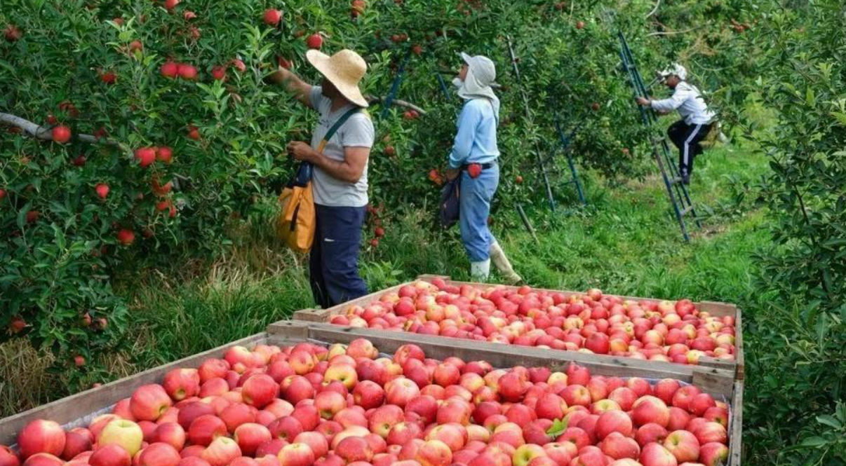 Produtores apontam falta de mão de obra e associam problema a programas sociais