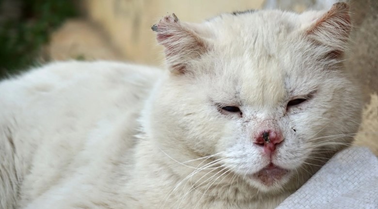 Mais de 400 gatos são encontrados em situação insalubre dentro de apartamento