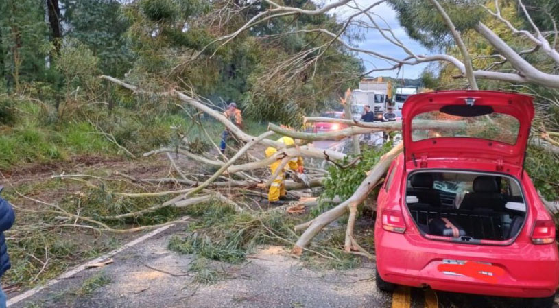 Motorista escapa ilesa após árvore cair sobre veículo na SC-350