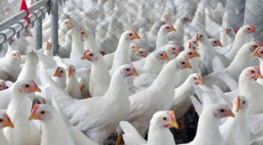 Mais quatro países retiraram restrições ao frango do Brasil