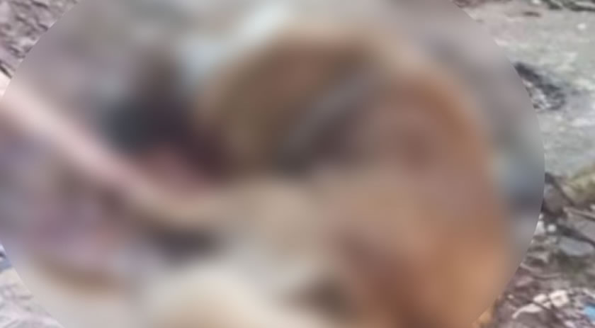 Delegado detalha prisão de mulher suspeita de matar cão Beethoven a machadadas; Ela nega
