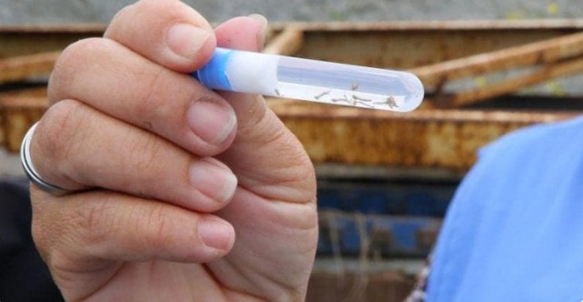 Paraná registra mais quatro óbitos em decorrência da dengue