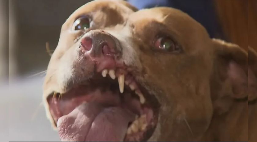 Denúncias de maus-tratos contra animais quase triplicam no Paraná em pouco mais de um ano, diz polícia