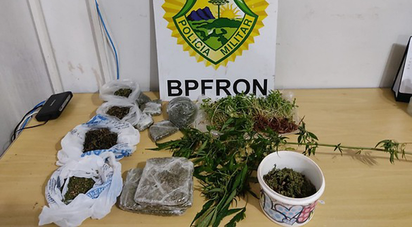 BPFRON apreende maconha em planta, mudas e pronta para venda