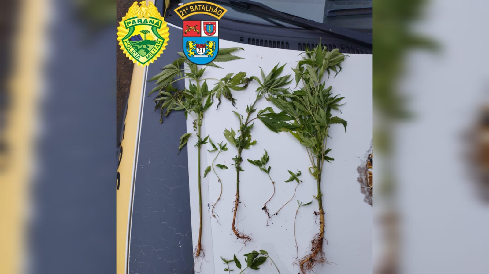 Canteiro de maconha é localizado em área de mata pela Polícia Militar