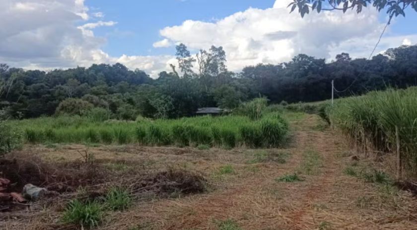 Idoso morre após ser atacado por abelhas durante roçada; uma pessoa está na UTI