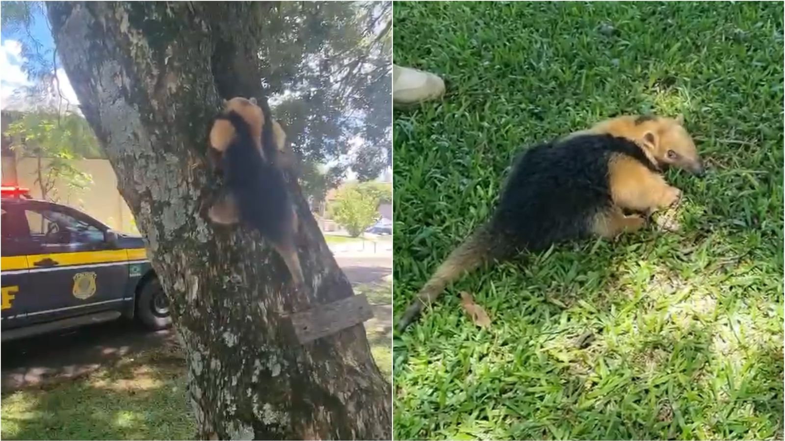 PRF salva de atropelamento filhote de tamanduá-mirim na BR-282 entre SMOeste e Paraíso