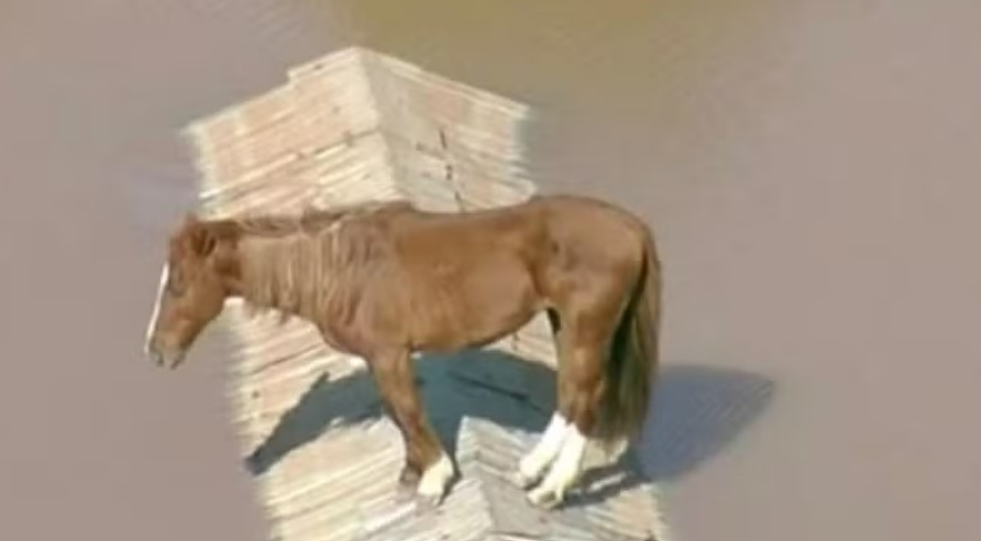 Cavalo que ficou ilhado nas enchentes do RS vira estátua de 4 metros em município gaúcho