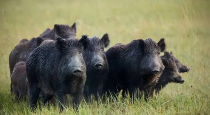 Deputados querem discutir avanço de javalis e impactos na agricultura catarinense