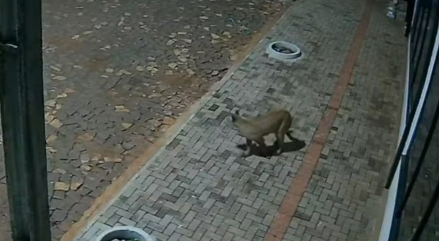 Onça-parda é flagrada por câmeras nos fundos de pizzaria e assusta moradores no Paraná