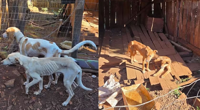 Homem é preso por maus-tratos após polícia encontrar cães desnutridos