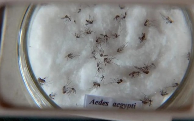 Sesa confirma três novos óbitos por dengue no Paraná