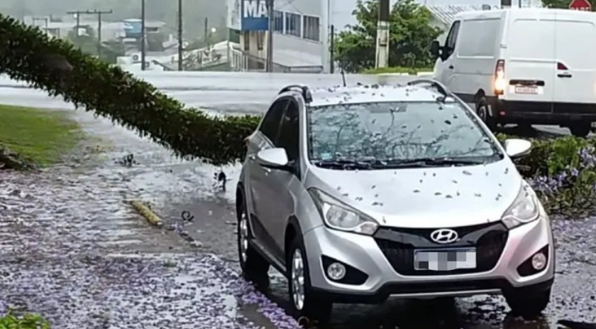 Ventos fortes causam destelhamentos e quedas de árvores
