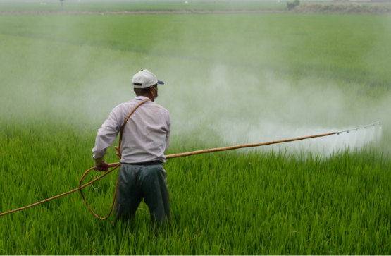 Entenda o que são e qual o seu papel na agricultura
