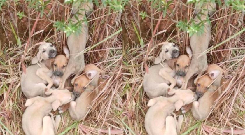 Seis cães são abandonados em estrada e polícia resgata filhotes no Oeste de SC