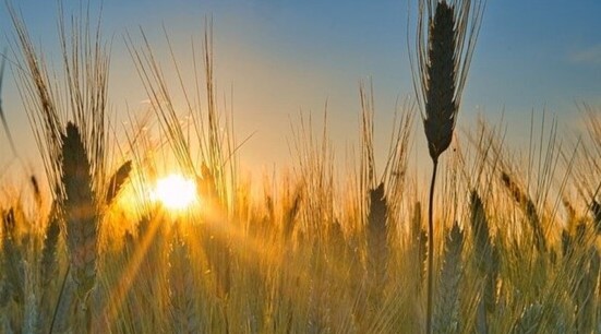 Agricultores adiam plantio de trigo