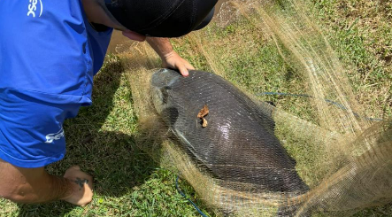 Peixe gigante é resgatado após ser encontrado com linha presa ao corpo em lago