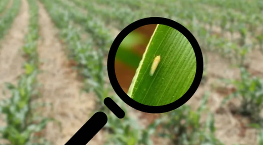 Fase crítica da cigarrinha já passou e traz alívio a agricultores do Extremo Oeste