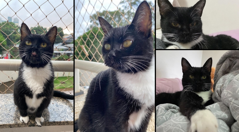 Ajude a encontrar a pequena gata Adalia que está desaparecida