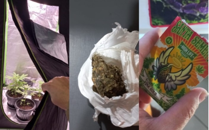 Ação conjunta das Polícias Civil e Militar apreende drogas, sementes e pés de maconha em Santa Helena