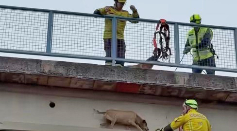 Bombeiros resgatam cão em situação de risco sobre passarela na BR-282