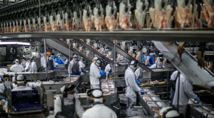 SC bate recorde com embarque de 55,7 mil toneladas de carne suína em janeiro