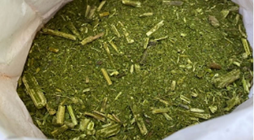 Erva-mate 'velha' é motivo de briga no Oeste de SC