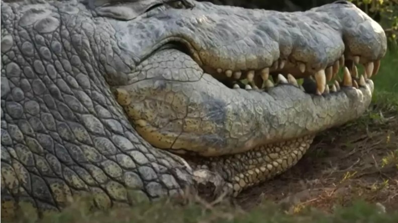 Crocodilo de 123 anos, considerado o mais velho do mundo, já gerou 10 mil filhotes