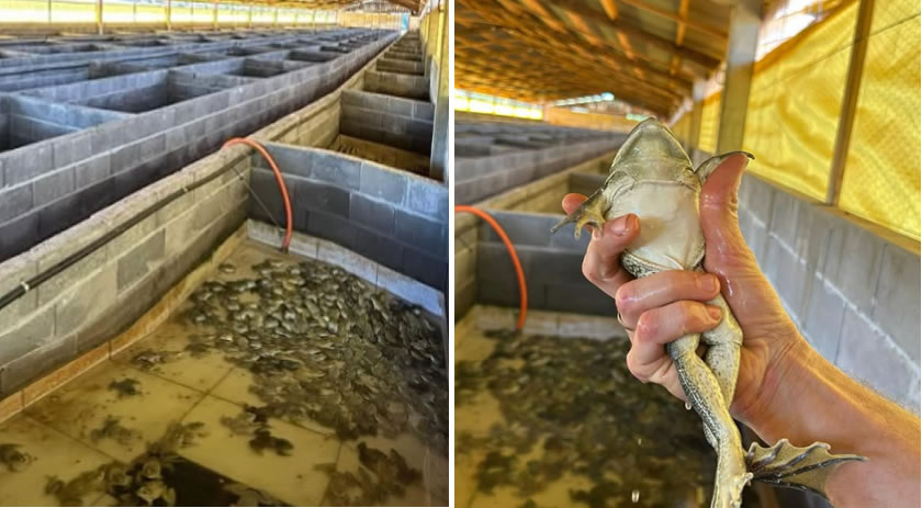Município entra no setor da ranicultura com empreendimento inédito no Extremo Oeste
