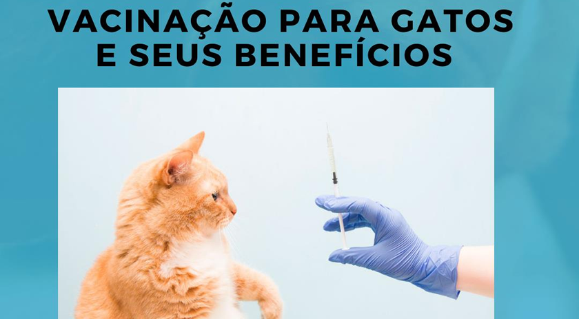 Doenças que acometem os nossos gatos