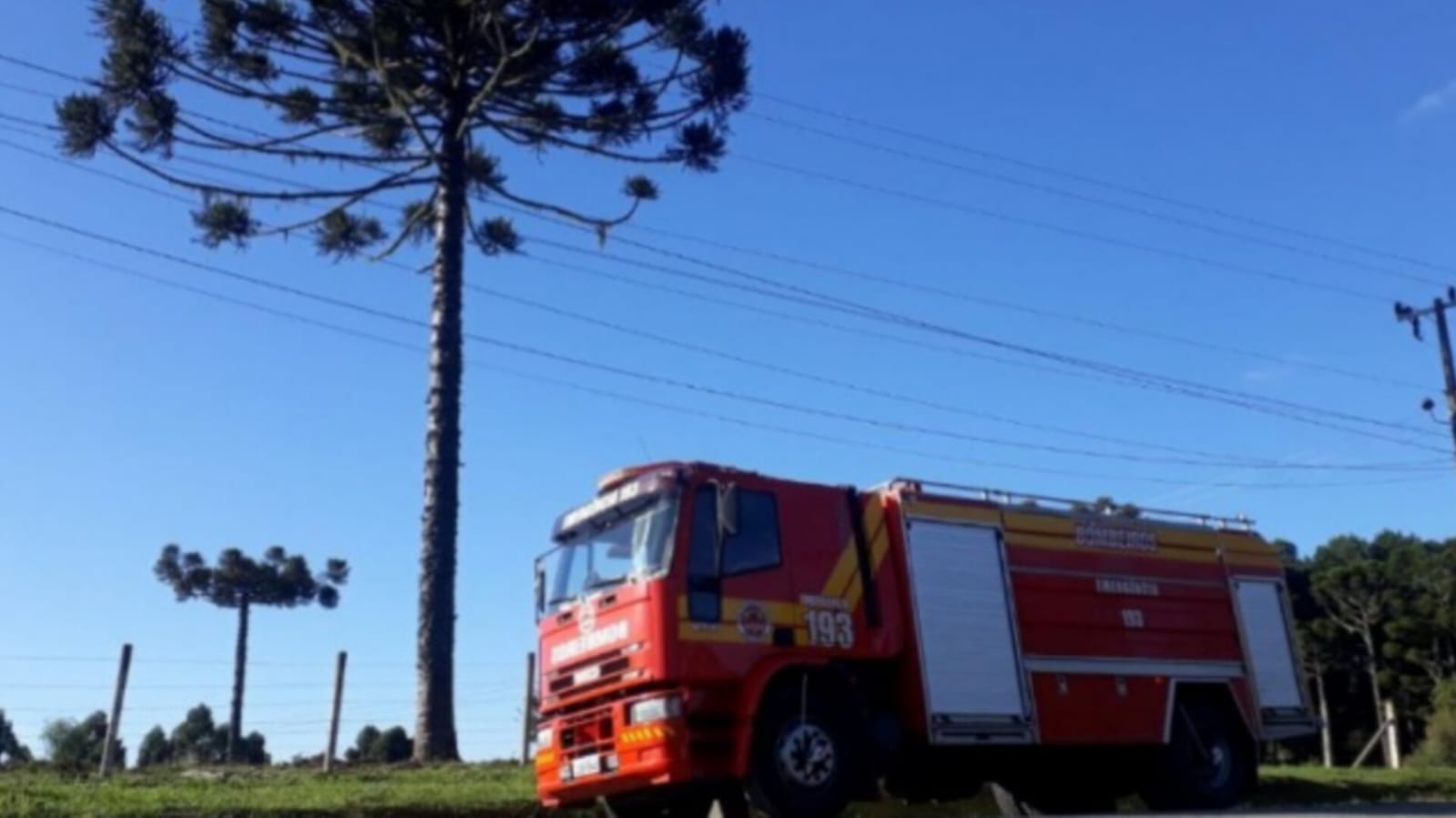 CBMSC alerta sobre cuidados na colheita do pinhão