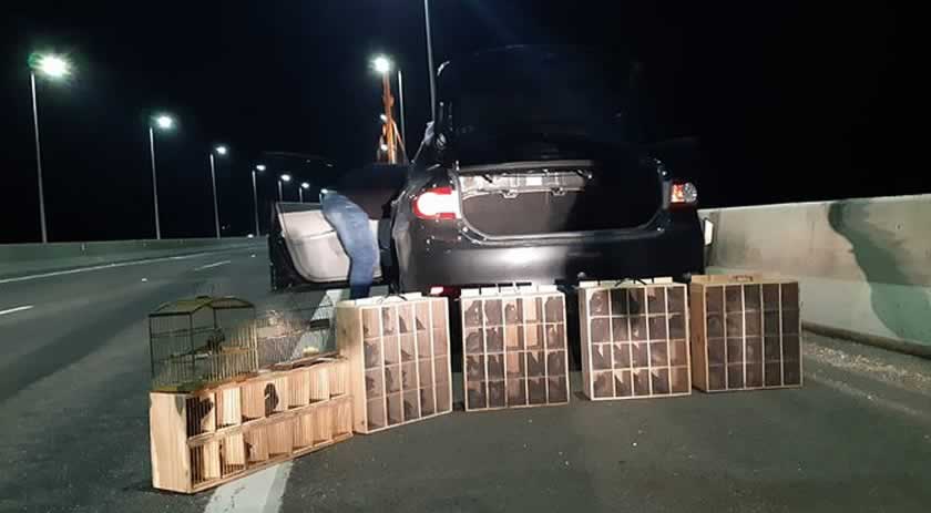 Ação conjunta de forças policiais resgata 82 aves silvestres em SC