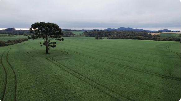 Entenda o que são 'rios voadores' e de onde vem a água que irriga a agricultura no Paraná