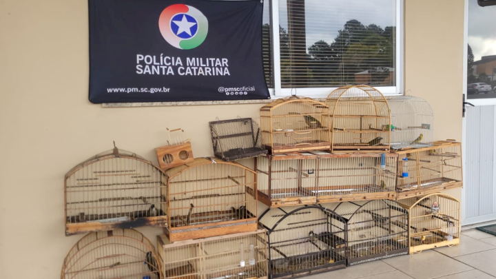 Pássaros mantidos em cativeiro são resgatados pela polícia ambiental