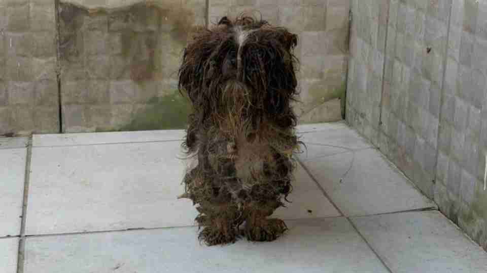 80 animais são resgatados em situação de maus-tratos