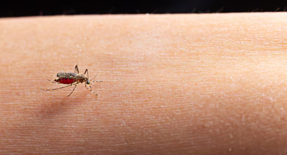 Dengue SC: Saúde registra mais de 62 mil focos do mosquito Aedes aegypti até início de dezembro